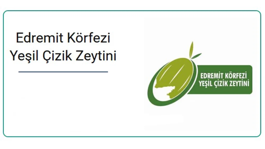 Edremit Körfezi Yeşil Çizik Zeytini
